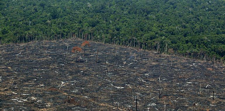 La pérdida de bosques y el deterioro ambiental aumentan el riesgo de transmisión de enfermedades