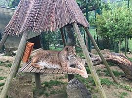 Los escolares de Oviedo podrán visitar el zoo El bosque virtualmente 