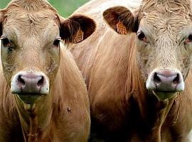 Ayudas para la compra de dispositivos monitorización de ganado