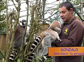 “Oviedo Animal” lleva el zoo El Bosque a casa desde hoy en enoviedonosquedamosencasa.es