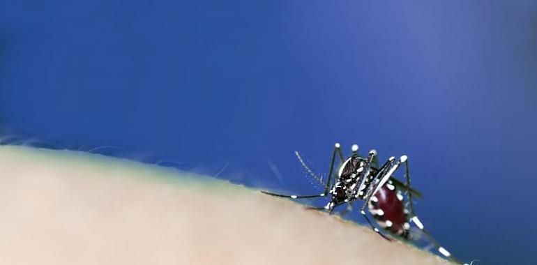 El mosquito tigre se expande por toda España este verano