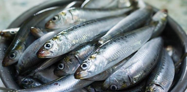 Más de la mitad de las sardinas y anchoas del Mediterráneo occidental tienen microplásticos