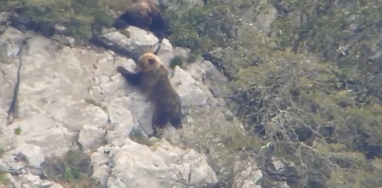 Los osos asturianos cortexando (VIDEO)