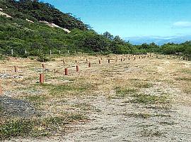97,000 euros para la mejora de tres rutas de montaña y la plantación de abedules en 6,000 metros cuadrados en Quirós