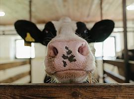 Se ultima una instrucción ambiental para autorizar las estabulaciones de ganado bovino