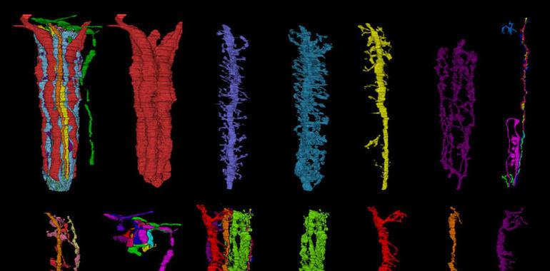 Una reconstrucción en 3D del cerebro de ‘Drosophila’ demuestra que el sistema nervioso ahorra en cable