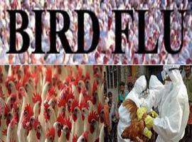 Bird flu panic in NE Indian state of Agartala 