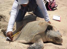 Tamaulipas y Zoológico de Texas, al rescate de las tortugas marinas 