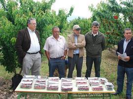 Iniciativa para salvaguardar la producción de cereza europea 