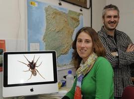 Una antigua colisión téctonica en el Mediterráneo diversificó las arañas