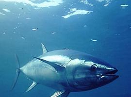 Canarias exige el 7% del total de la cuota de atún rojo de España