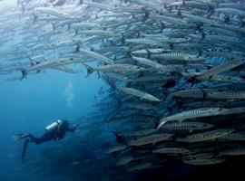 Top destinos buceo del mundo: Isla de Sidapan, Malasia