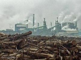 Denuncian que Asia Pulp & Paper usa madera de especies protegidas para papel 