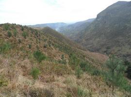 Principado y Lllanes reponen plantones de pino en la Sierra de Purón y de encina y laurel entre Celorio y Poo