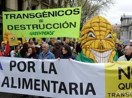 Exigen la prohibición del cultivo de maíz transgénico en España, como ha hecho Francia