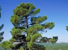 Identifican genes en pinos implicados en la respuesta a la sequía