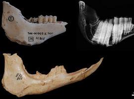 Las especies con dientes más altos eran más longevas