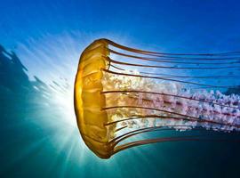 Las mejores fotos subacuáticas ganadoras del Concurso Amateur de 2012