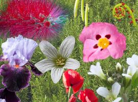 El 18 de mayo se celebra el primer Día Internacional de la Fascinación por las Plantas
