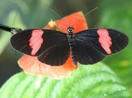 La promiscuidad de las mariposas mejora su supervivencia