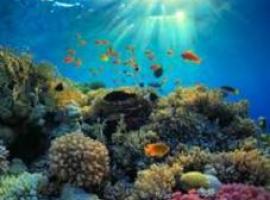 Ban subraya la necesidad de preservar la biodiversidad marina