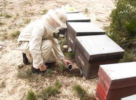 COAG alerta de posibles daños a las abejas melíferas por los insecticidas neurotóxicos