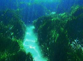 Miles de hectáreas de bosques marinos desaparecen cada año en el sur de Europa