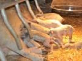 Consiguen criar los primeros ejemplares de cerdo mangalica en España