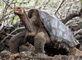 Muere en Galápagos el \"Solitario George\" última tortuga de su especie