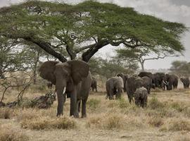 La migración de los elefantes marca mejor las estaciones del año que el calendario