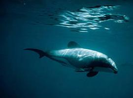 Los delfines de Maui, al filo de la extinción