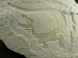 Sciurumimus, el primer megalosaurio plumoso