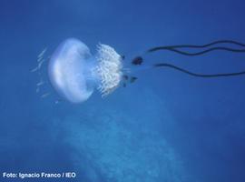 Aparecen en el Mediterráneo ejemplares de una especie de medusa muy rara