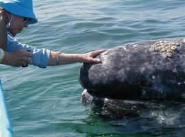 La CBI cierra con un balance positivo en la conservación de cetáceos
