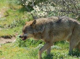 El lobo ibérico persiste cerca del humano por el refugio más que por las presas