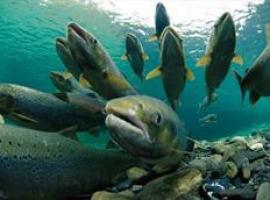 La temporada de pesca de salmones en Navarra se saldó con 48 capturas