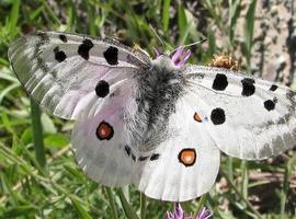 Agentes Forestales encuentran una nueva especie de mariposa amenazada
