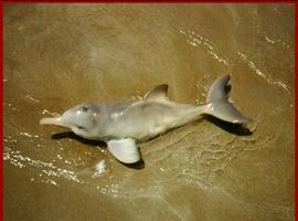 Investigadores del CSIC encuentran restos de insecticidas en delfines de Brasil