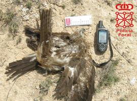 Detenidas cinco personas por un presunto envenenamiento de aves en tres cotos de caza de la Ribera 