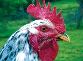 Nuevas normas para el bienestar de las gallinas ponedoras