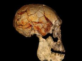 Ponen cara a un ancestro humano descubierto en Kenia hace 40 años