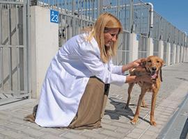 Los madrileños adoptaron 618 perros durante el primer semestre