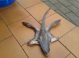 Un extraño pez \caminante\ localizado en Caravia podría ser una nueva especie