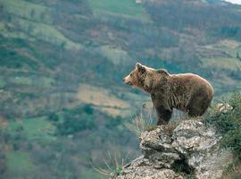 Un lazo criminal mata a un oso pardo en Cangas del Narcea