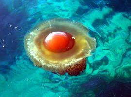 Las medusas se apoderan de los océanos