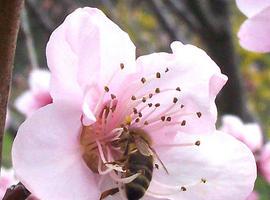 COAG impulsa la candidatura de las abejas y la apicultura como Patrimonio de la Humanidad 