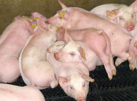 Investigan en los productos naturales la alternativa al uso de antibióticos para la cría de ganado porcino 