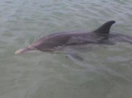 “Marcos”, la cria de delfin varada en Almeria y Promar