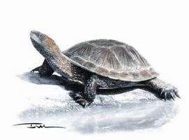 Descubren una nueva especie de tortuga fósil en España