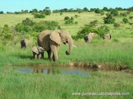 Ecologistas africanos piden sanciones más severas contra delitos de la fauna salvaje